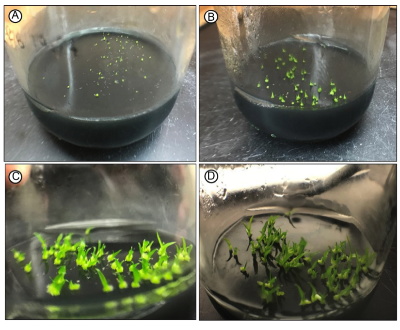 seeds-of-e.-nocturnum-in-culture-media-with-banana-powder.png