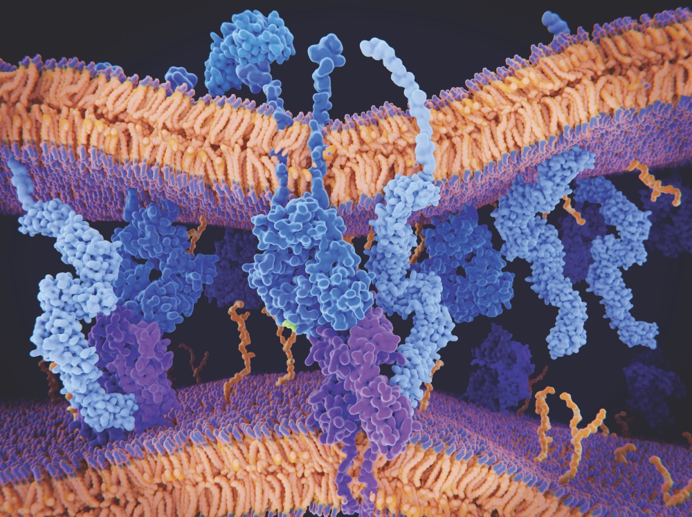 cellular image of proteins matching