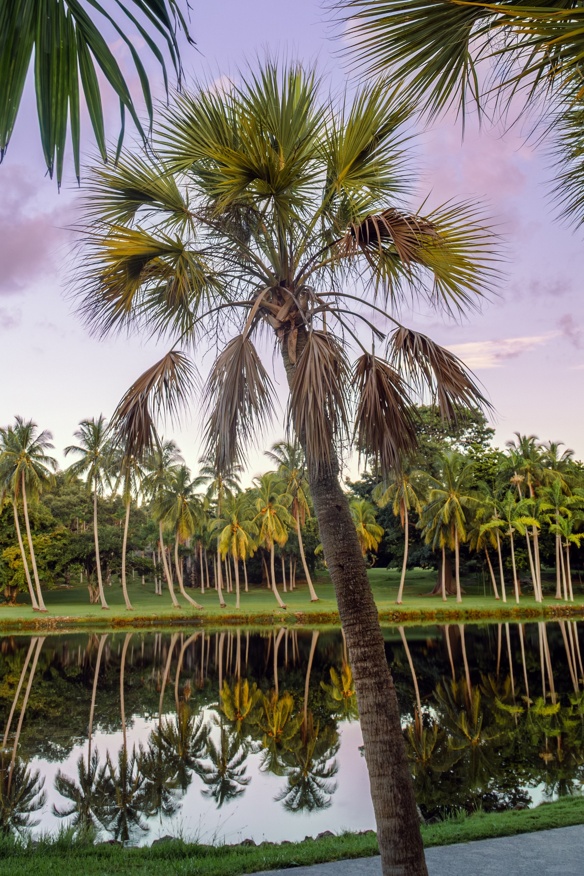 Sabal Palmetto